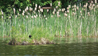 duck
