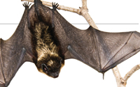 bat