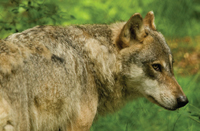 wolf