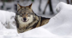 Gray wolf