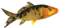 Asian Carp