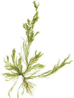 Cladophora