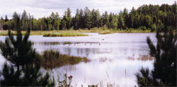 Richard Delene wetlands2