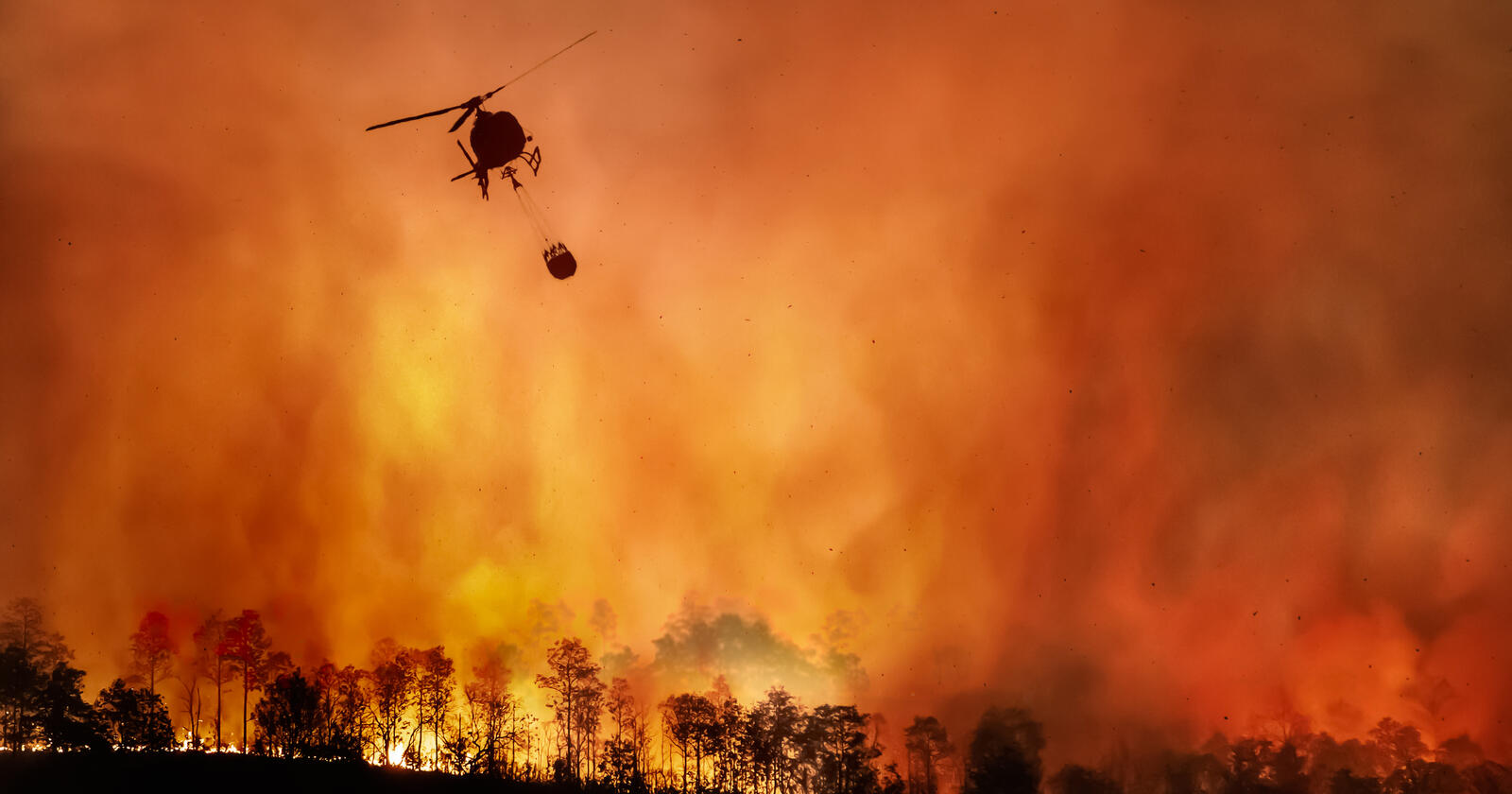 Only who can prevent forest fires? – Mackinac Center